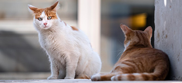 Stériliser son chat : un geste responsable pour le bien-être animal