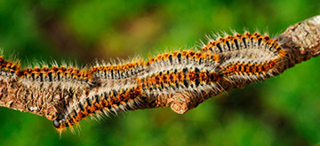 Vigilance face aux chenilles processionnaires