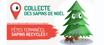 Collecte des sapins