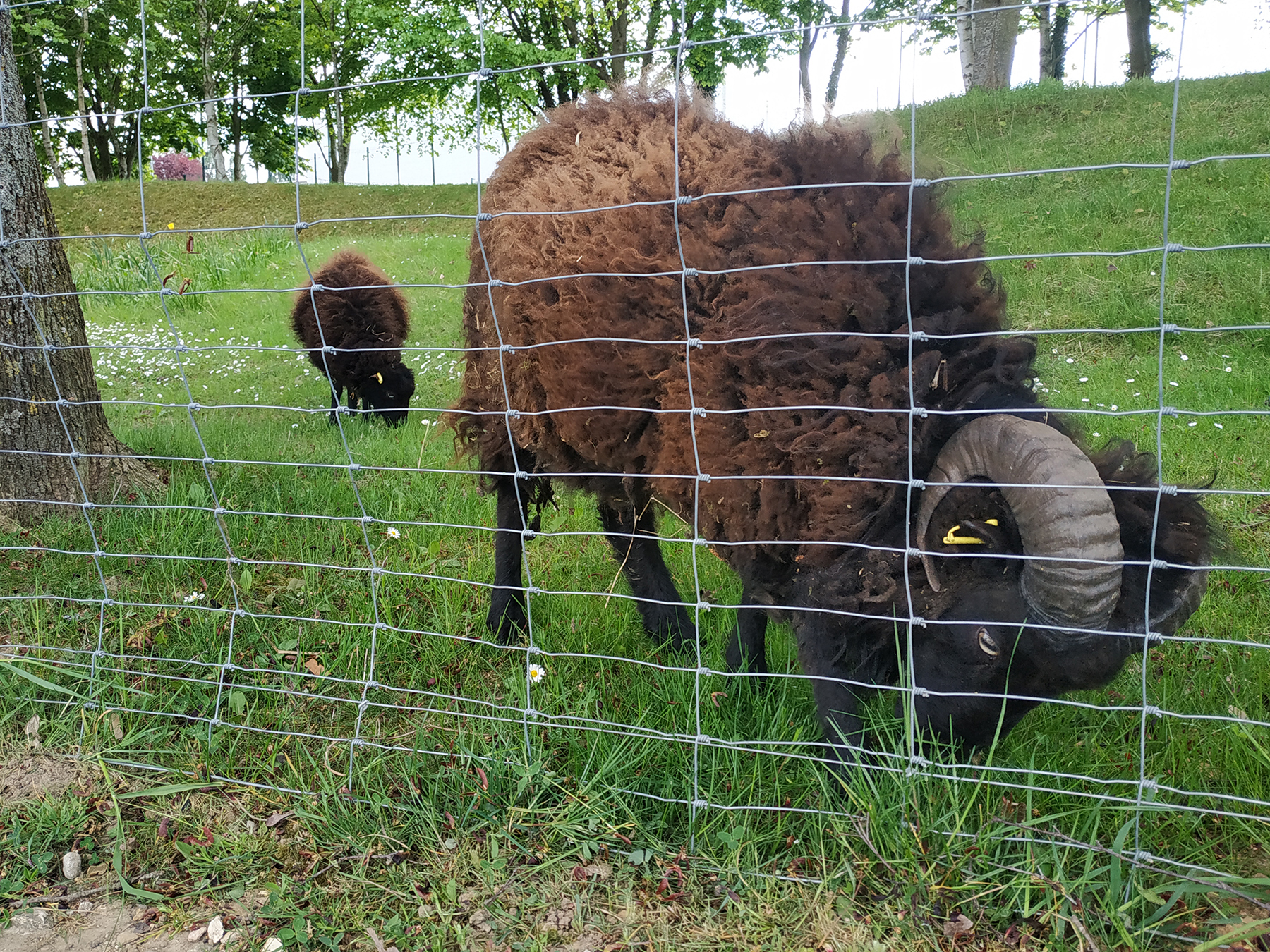 Rio et Razmotte, les moutons de Villennes