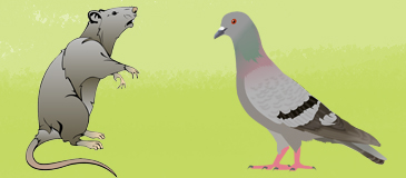 Nourrir les animaux errants est interdit